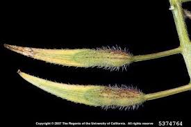 Attēlu rezultāti vaicājumam “Sinapis alba fruit”