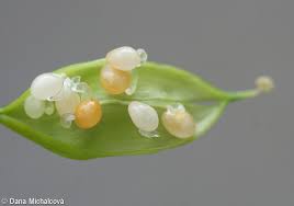 Attēlu rezultāti vaicājumam “Corydalis cava fruit”