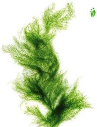 Attēlu rezultāti vaicājumam “Cladophora glomerata”