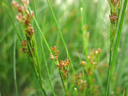 Attēlu rezultāti vaicājumam “Juncus gerardii flower”