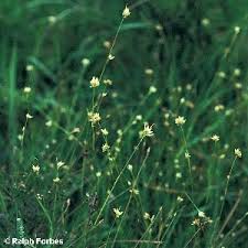 Attēlu rezultāti vaicājumam “Rhynchospora alba flower”