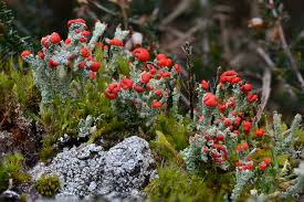 Attēlu rezultāti vaicājumam “Cladonia floerkeana”