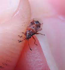 Attēlu rezultāti vaicājumam “Kleidocerys resedae”