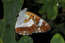 Attēlu rezultāti vaicājumam “Limenitis camilla underside”