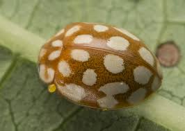 Attēlu rezultāti vaicājumam “Sospita vigintiguttata”