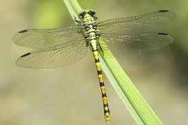 Attēlu rezultāti vaicājumam “Ophiogomphus cecilia”