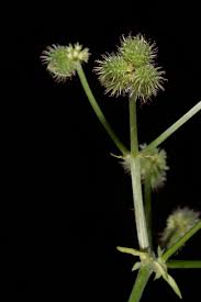 Attēlu rezultāti vaicājumam “Sanicula europaea bud”