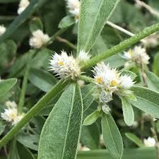 Attēlu rezultāti vaicājumam “Lycogala conicum sessile”