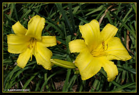 Attēlu rezultāti vaicājumam “Hemerocallis lilioasphodelus flower”