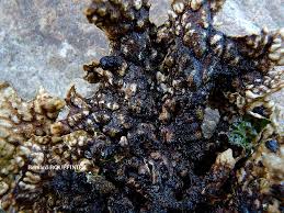 Attēlu rezultāti vaicājumam “Plectocarpon lichenum”