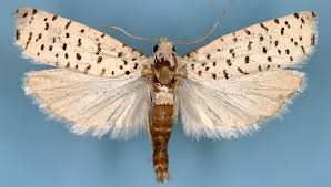 Attēlu rezultāti vaicājumam “Tortricidae”