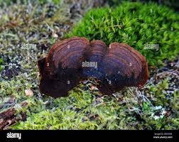 Attēlu rezultāti vaicājumam “Hymenochaete rubiginosa”