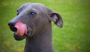 Image result for ugliest dog