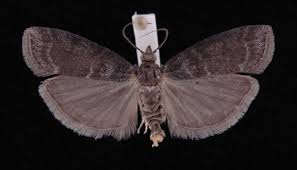 Attēlu rezultāti vaicājumam “Ortholepis betulae”