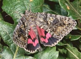 Attēlu rezultāti vaicājumam “Catocala sponsa”