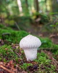 Attēlu rezultāti vaicājumam “Lycoperdon pyriforme young”