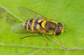Attēlu rezultāti vaicājumam “Syrphus sp. imago”