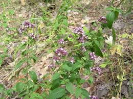 Image result for Origanum vulgare