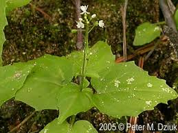 Attēlu rezultāti vaicājumam “Circaea alpina leaf”