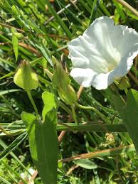 Attēlu rezultāti vaicājumam “Calystegia sepium flower”