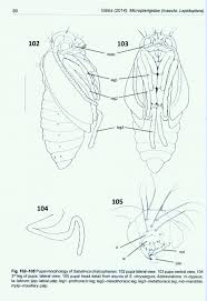 Attēlu rezultāti vaicājumam “Micropterigidae”