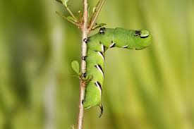 Attēlu rezultāti vaicājumam “Sphinx ligustri”