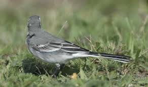 Attēlu rezultāti vaicājumam “Motacilla alba juvenile”
