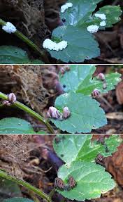 Attēlu rezultāti vaicājumam “Stemonitis lignicola spores”