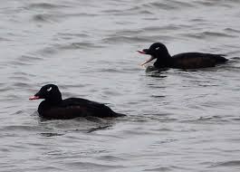 Attēlu rezultāti vaicājumam “Melanitta fusca male”