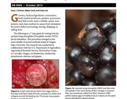 Attēlu rezultāti vaicājumam “Odontites vulgaris fruit”