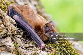 Attēlu rezultāti vaicājumam “Nyctalus noctula”