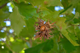 Attēlu rezultāti vaicājumam “Corylus colurna”
