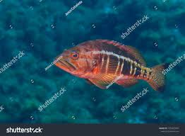 Image result for Serranus atricauda