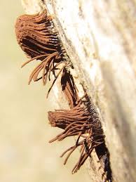 Attēlu rezultāti vaicājumam “Stemonitis axifera stalked”