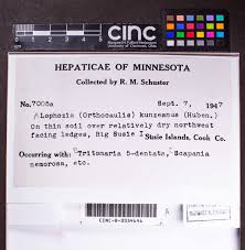 Attēlu rezultāti vaicājumam “Barbilophozia kunzeana”