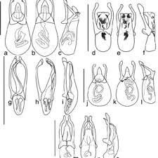 Attēlu rezultāti vaicājumam “Scaphisoma sp.”