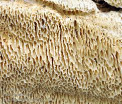 Attēlu rezultāti vaicājumam “Antrodia albida”