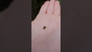 Attēlu rezultāti vaicājumam “Cychramus variegatus”