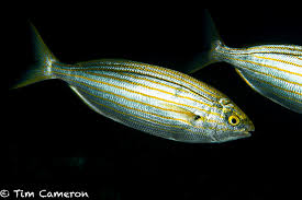 Image result for Sarpa salpa