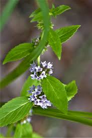 Attēlu rezultāti vaicājumam “Mentha arvensis flower”