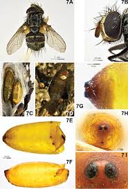 Attēlu rezultāti vaicājumam “Tachinidae”