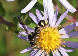 Attēlu rezultāti vaicājumam “Eumenes sp.”