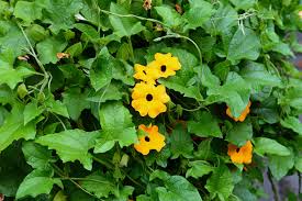 Image result for Thunbergia alata