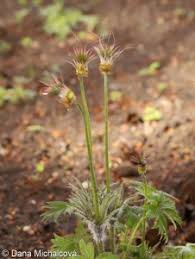 Attēlu rezultāti vaicājumam “Pulsatilla patens fruit”