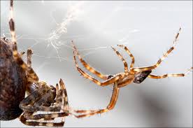 Attēlu rezultāti vaicājumam “Araneus diadematus eggs”