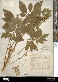 Attēlu rezultāti vaicājumam “Chaerophyllum aromaticum flower”