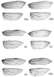Attēlu rezultāti vaicājumam “Ypsolopha asperella”