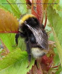 Attēlu rezultāti vaicājumam “Psithyrus sylvestris”