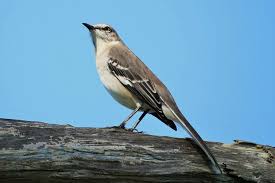 Image result for Mimus polyglottos