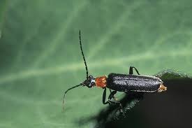 Attēlu rezultāti vaicājumam “Cantharidae”